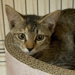 【急募】甘えん坊なメスのサバトラ推定3〜4ヶ月