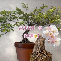 祖父👴の盆栽🪴残りわずか‼️の画像