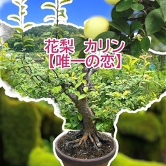 祖父👴の盆栽🪴残りわずか‼️の画像