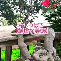 祖父👴の盆栽🪴残りわずか‼️の画像