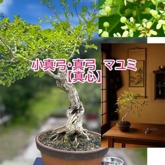 祖父👴の盆栽🪴残りわずか‼️の画像