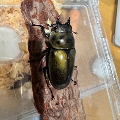 ババオウゴンオニクワガタ　ペアの画像