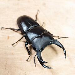 佐賀県神埼郡神埼町産オオクワガタCBF2新成虫♂♀ペアの画像