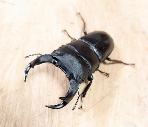 佐賀県神埼郡神埼町産オオクワガタCBF2新成虫♂♀ペア (どんぐり