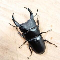 佐賀県神埼郡神埼町産オオクワガタCBF2新成虫♂♀ペアの画像