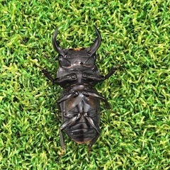 ヤクシャオオクワガタ（ツノボソオオクワガタ）トリオの画像