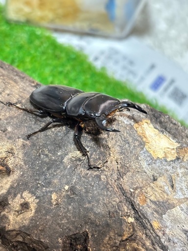 ヤクシャオオクワガタ（ツノボソオオクワガタ）トリオ