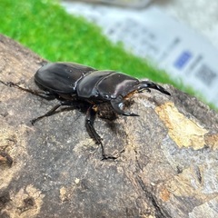 ヤクシャオオクワガタ（ツノボソオオクワガタ）トリオの画像