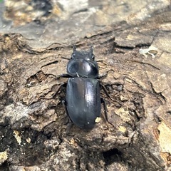 ヤクシャオオクワガタ（ツノボソオオクワガタ）トリオの画像