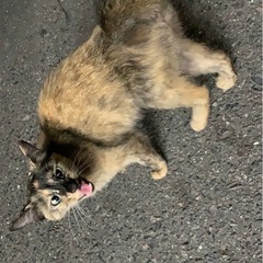 里親募集