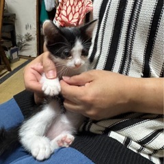生後1ヶ月♡激かわ白黒ちゃん♡
