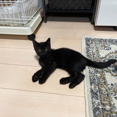 なかなか新しい家族が見つかりません😢とても可愛い子です。猫…