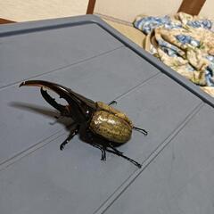 ヘラクレスのオス同士の交換求む。助けてほしいです(´；ω；｀)の画像