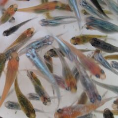ミックスメダカ　幼魚20匹(1.5cm前後) ⑬の画像