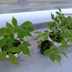 0円から！ビービーツリー苗🌱の画像