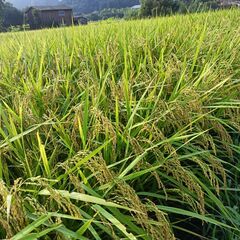 令和7年産伊賀米コシヒカリ30kg　19000円で年間契約…