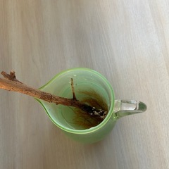 ベンジャミン　観葉植物の画像