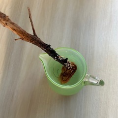 ベンジャミン　観葉植物の画像