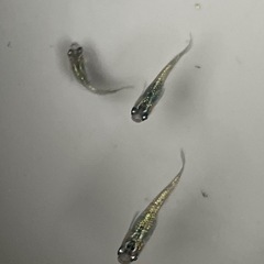 サファイアメダカ5匹の画像