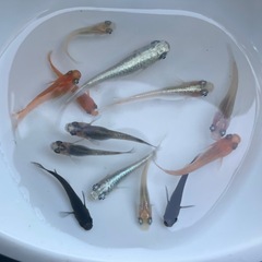 ✨彩りメダカMIX10匹+おまけ✨の画像