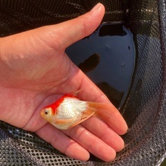 金魚値引きしてます❗️玉サバ残り3匹です！の画像