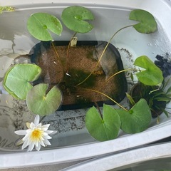 睡蓮白花🪷プランターごとの画像