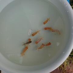 10匹￥600【8/24(日)まで】✨可愛い らんちゅう✨金魚の画像