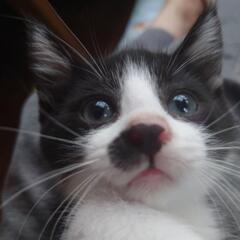 仔猫のお世話ボランティア