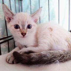 生後2〜3ケ月程度の仔猫達