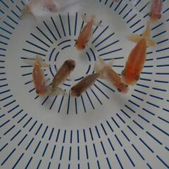 😆🎉㊗️4ヶ月【全部/￥800】✨らんちゅう✨ /金魚   の画像