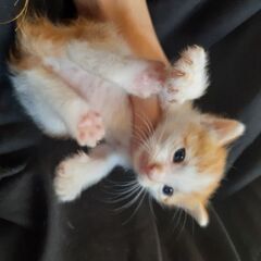 里親さん募集します