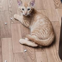 子猫ちゃんの譲渡会