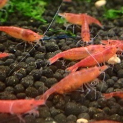 ミナミヌマエビ（赤）20匹程度の画像
