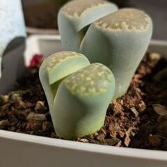 多肉植物/リトープス（ペブルプランツ）①の画像