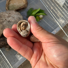 オカヤドカリの画像