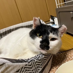 白黒の男の子　でんちゃん