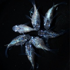 めだか　ロイヤルブルー　ダルマ因子持ち稚魚
の画像