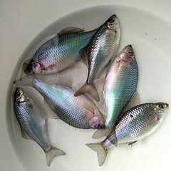 カネヒラ タナゴ  ブルーメタリック 今年4月生まれ6㌢〜7㌢ 5ペア の画像