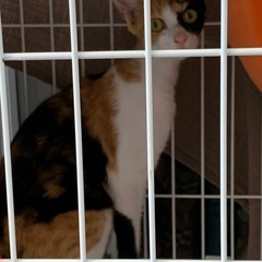 母親の三毛猫　10ヶ月位