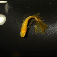 8月20日メダカ各種の画像
