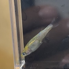 8月20日メダカ各種の画像