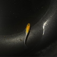 8月20日メダカ各種の画像