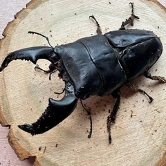 大特価！！大型スマトラ♂3頭の画像