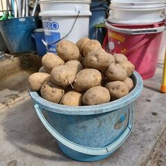 じゃがいも(男爵)の画像
