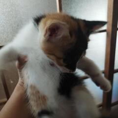 子猫の里親募集🐱