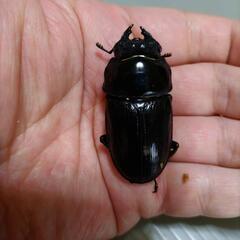 【訳あり】国産オオクワガタ 新成虫 オス71.5 メス48.5 メス48.0  3点セット の画像