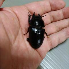 【訳あり】国産オオクワガタ 新成虫 オス71.5 メス48.5 メス48.0  3点セット の画像