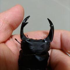 【訳あり】国産オオクワガタ 新成虫 オス71.5 メス48.5 メス48.0  3点セット の画像