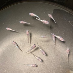 改良メダカ  稚魚  10匹  ✨白斑サファイア✨の画像