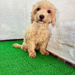 マルプー　推定3-4歳